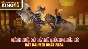 Cách nuôi gà đá thành chiến kê bất bại 2024