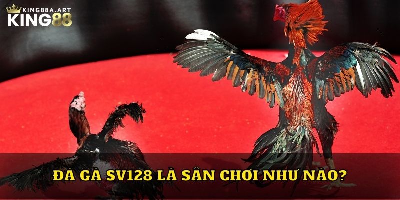 Đá gà SV128 là sân chơi như nào?